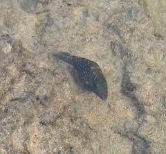 Canthigaster amboinensis