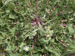 Scorzonera laciniata