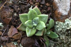Dudleya farinosa
