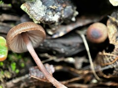 Mycena sanguinolenta