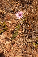 Dimorphotheca spectabilis