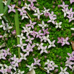 Oldenlandia salzmannii