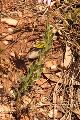 Dimorphotheca spectabilis