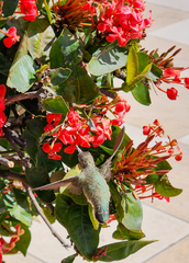 Calypte costae