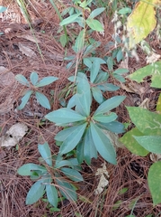 Comarostaphylis discolor