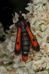 Chamaesphecia chalciformis