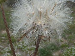 Scorzonera laciniata