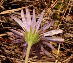 Dimorphotheca spectabilis