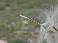 Scorzonera laciniata