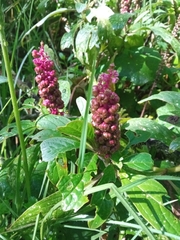 Phytolacca bogotensis