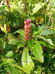 Phytolacca bogotensis