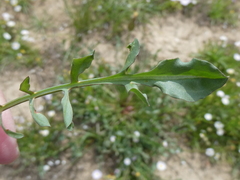 Scorzonera laciniata