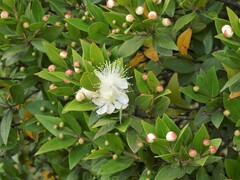 Myrtus