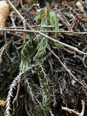 Hymenophyllum pectinatum