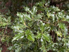 Ilex aquifolium