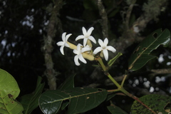 Ladenbergia macrocarpa