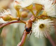 Phyllotocus macleayi