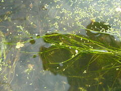 Potamogeton trichoides