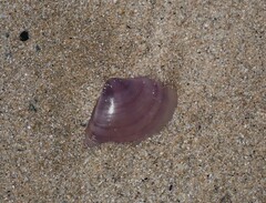 Austromactra contraria