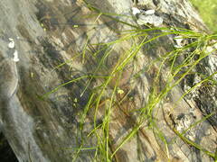 Potamogeton trichoides