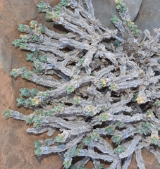 Crucianella maritima