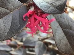 Loropetalum