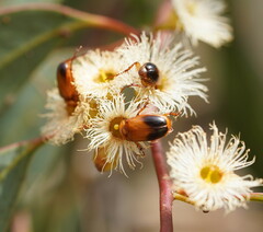 Phyllotocus macleayi