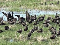 Plegadis falcinellus