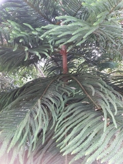 Araucariaceae