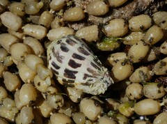 Conus ebraeus