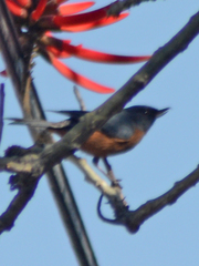 Diglossa baritula