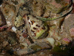 Conus ebraeus