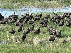 Plegadis falcinellus