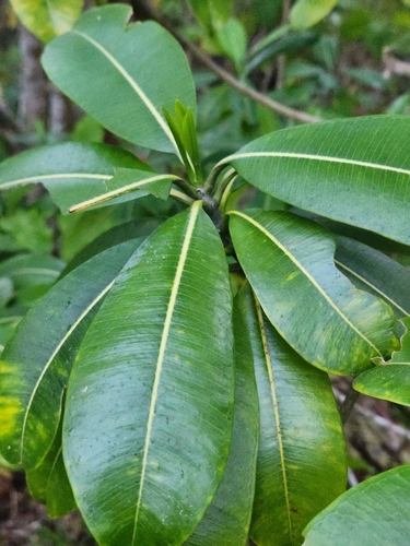Ochrosia haleakalae