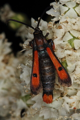 Chamaesphecia chalciformis