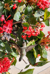 Calypte costae