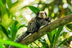 Callithrix geoffroyi