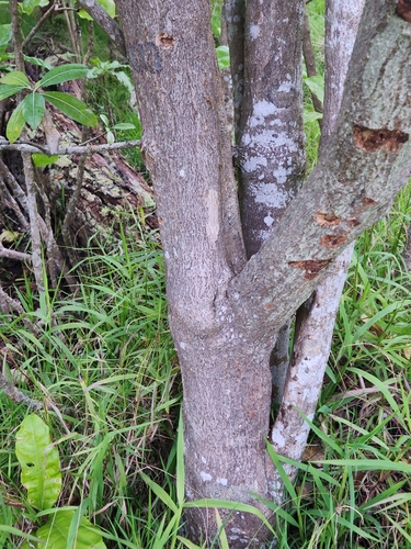 Ochrosia haleakalae