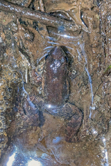 Leptodactylus validus