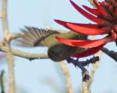 Diglossa baritula