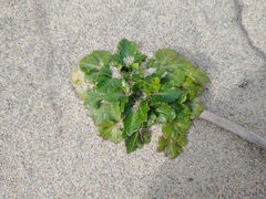 Glehnia littoralis