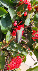 Calypte costae