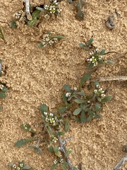 Lobularia libyca