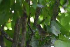 Vireo magister