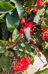 Calypte costae