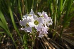 Cardamine pratensis