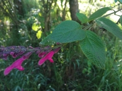 Salvia tortuosa