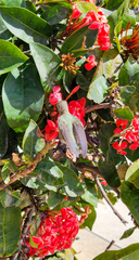 Calypte costae