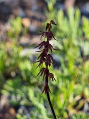 Genoplesium filiforme