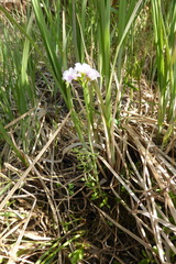 Cardamine pratensis